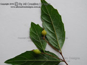 Fruit Grey Handlewood Aphananthe philippinensis