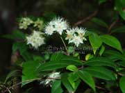 Flower Grey Myrtle Backhousia myrtifolia