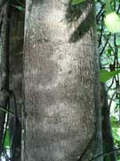 Grey Possumwood Quintinia verdonii Bark