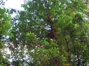 Grey Possumwood Quintinia verdonii Foliage
