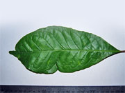 Grey Possumwood Quintinia verdonii Leaf
