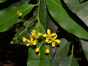 Flowers of Guilfoylia monostylis