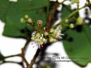 Flower Guioa semiglauca
