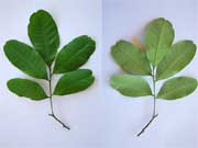 Guioa semiglauca Leaves