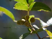 Hairy Bird's-eye, Alectryon tomentosus Fruit