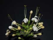 Flower Clerodendrum tomentosum