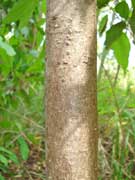 Hairy Rosewood Dysoxylum rufum Bark
