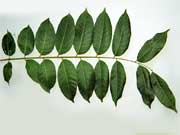 Dysoxylum rufum Leaf