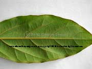 Hairy Walnut Endiandra pubens Leaf