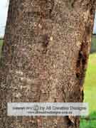 Hickory Wattle Acacia implexa Bark