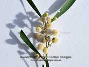 Flower Hickory Wattle Acacia implexa