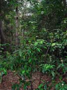 Honeysuckle Triunia robusta