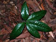 Honeysuckle Triunia robusta Leaf