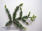 Araucaria cunninghamii Hoop Pine Leaves