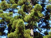 Araucaria cunninghamii Hoop Pine Branches
