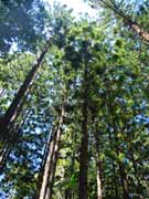 Araucaria cunninghamii Hoop Pine