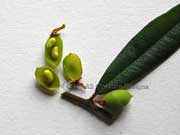 Hovea acutifolia Fruit Pointed Leaf Hovea