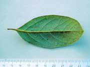 Jackwood Cryptocarya glaucescens Leaf