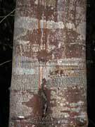 Karum Tree Millettia pinnata Bark