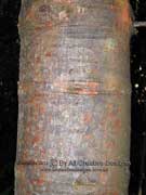 Kauri Pine Agathis robusta Bark