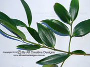 Kauri Pine Agathis robusta Foliage