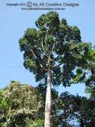 Kauri Pine Agathis robusta