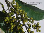 Koda Ehretia acuminata Fruit