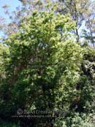 Koda Ehretia acuminata