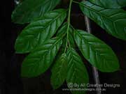 Koda Ehretia acuminata Leaves