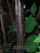 Commersonia viscidula Bark