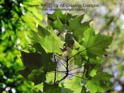 Lacebark Tree Brachychiton discolor Foliage