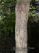 Lance Beard Heath Leucopogon affinis Bark
