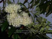 Flower Lemon Myrtle Backhousia citriodora