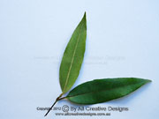 Lemon Myrtle Backhousia citriodora Leaves