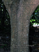 Little Evodia Melicope rubra Bark