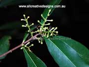 Flower Long-leaved Native Olive Notelaea longifolia