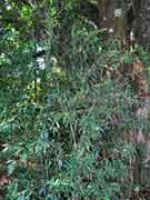 Long-leaved Native Olive Notelaea longifolia