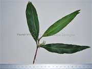 Long-leaved Native Olive Notelaea longifolia Leaves