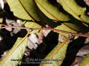 Long-leaved Tuckeroo Cupaniopsis newmanii Leaf Pulvinule