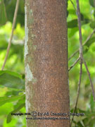 Macadamia integrifolia Macadamia Nut Bark