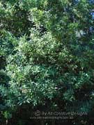Macadamia tetraphylla Macadamia Nut