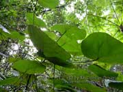 Macaranga tanarius Foliage