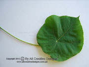 Macaranga tanarius Leaf