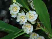 Flower Anopterus maclayanus Macleay Laurel