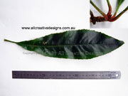 Anopterus maclayanus Macleay Laurel Leaf