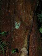 Maiden's Blush Sloanea australis Bark