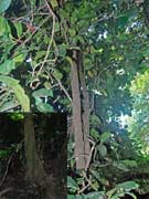 Maiden's Blush Sloanea australis