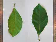 Maiden's Blush Sloanea australis Leaf