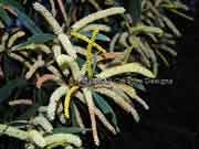 Flower Maiden's Wattle Acacia maidenii