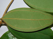 Brown Malletwood Rhodamnia rubescens Leaves
